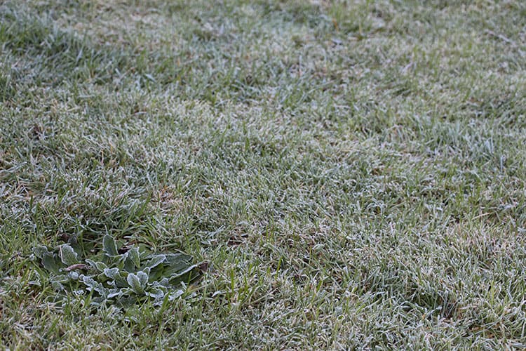 Frost on the grass. 
