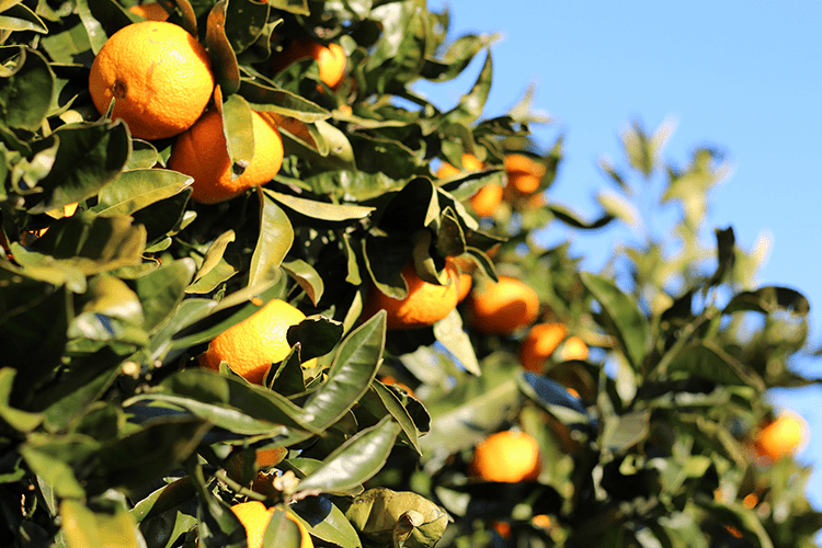 Orange tree. 