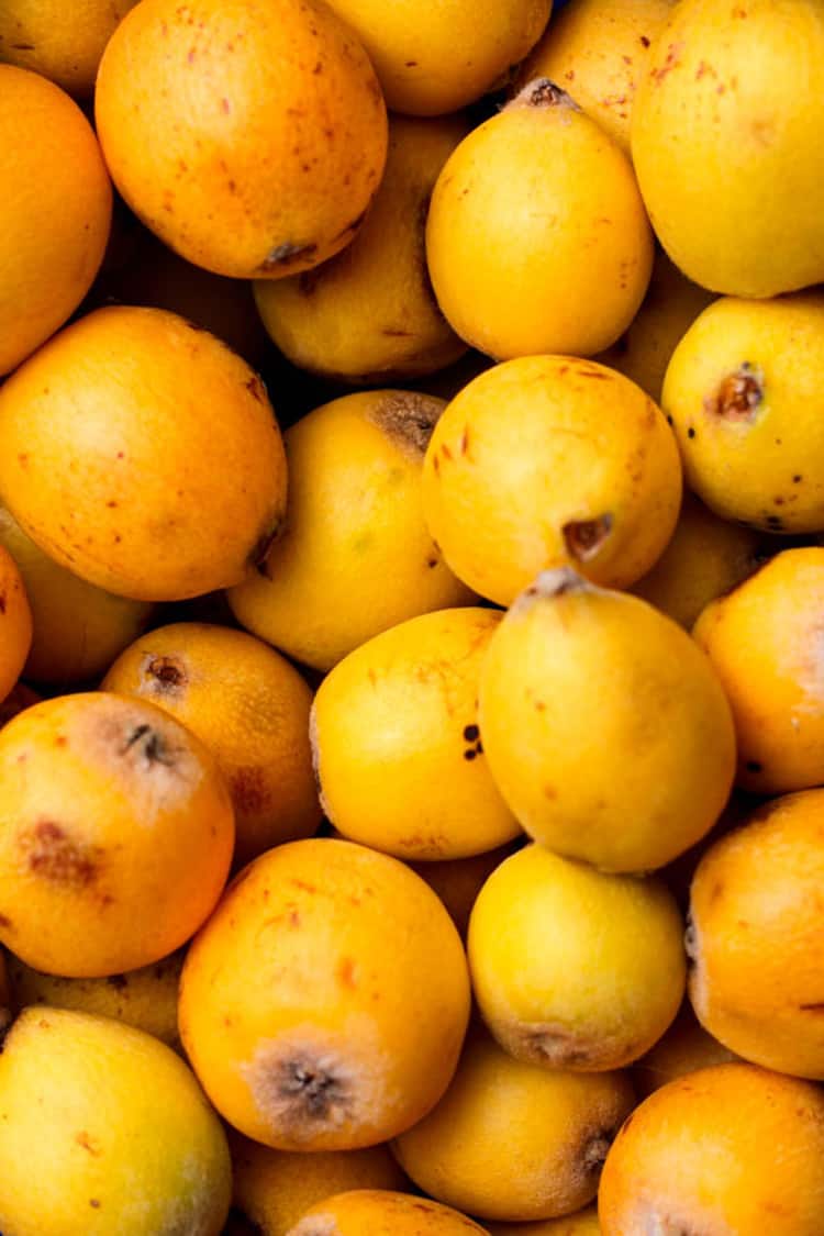 Loquats. 