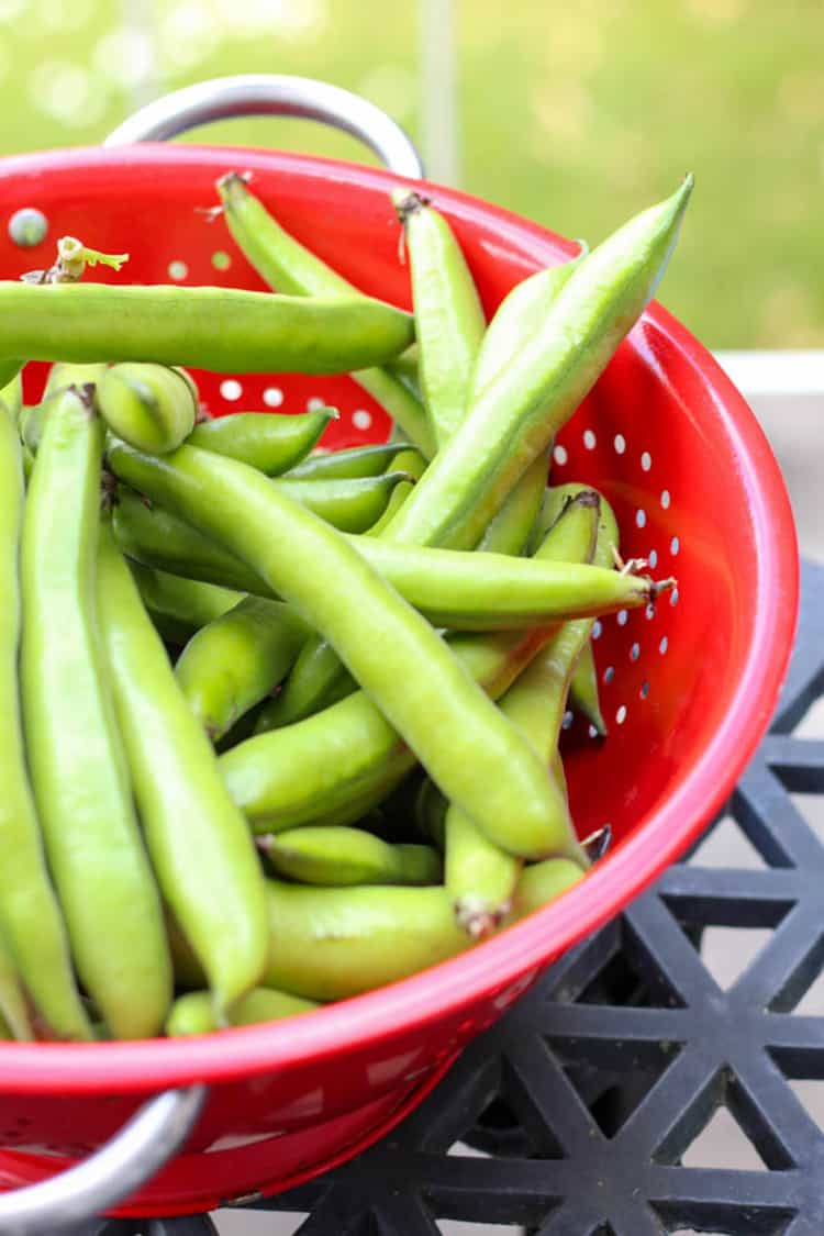 Broad beans, ready to be podded. 