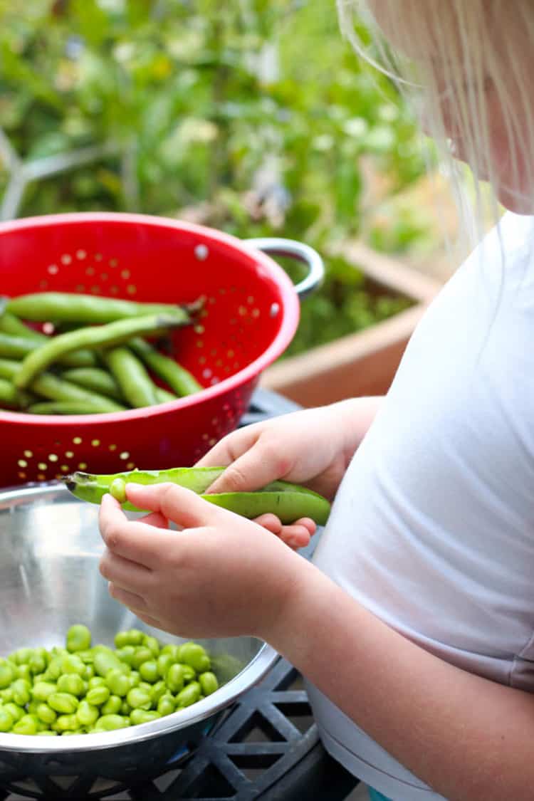 My big girl, podding broad beans. 