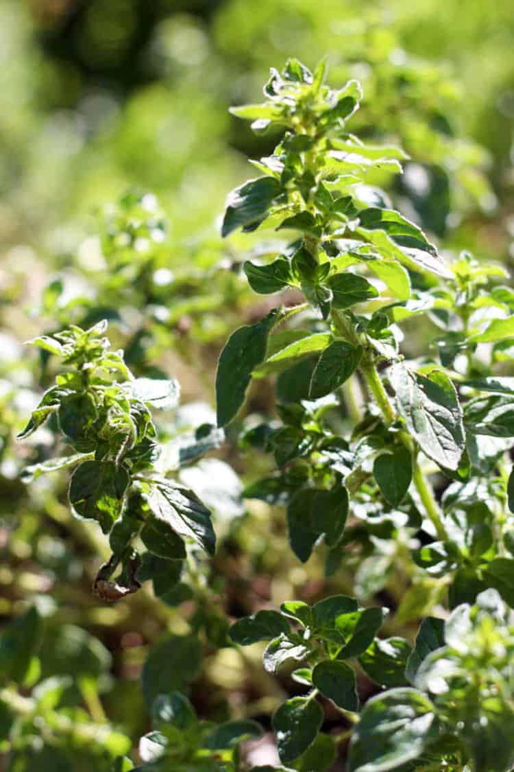 Fresh oregano growing in the garden. 