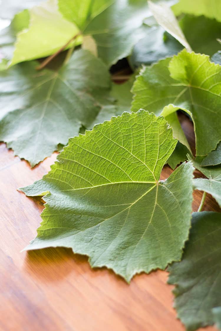Grape vine leaves, picked and ready to be prepared to make rice and lentil dolma. 