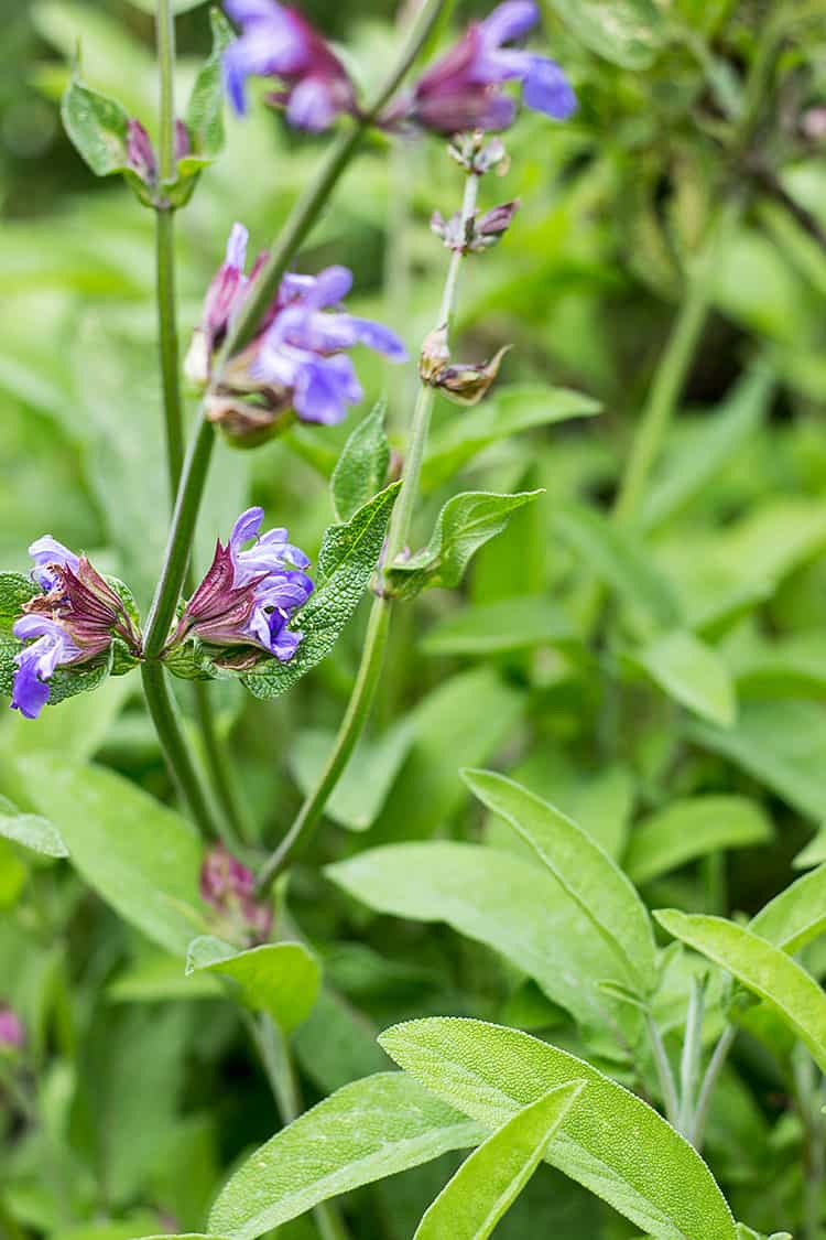 Fresh sage growing in the garden. 