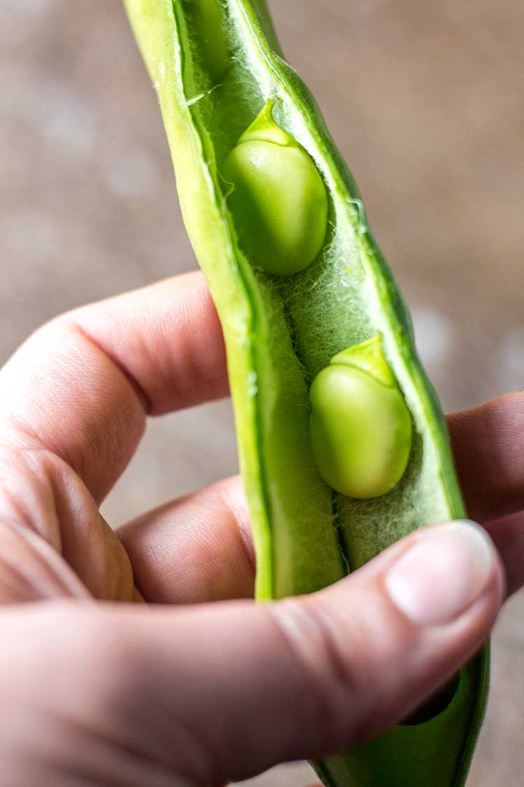 A open broad bean pod, with the beans ready to be removed. 