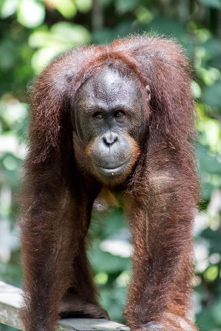 An orangutan looking directly at the camera. 